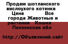 Продам шотланского вислоухого котенка › Цена ­ 10 000 - Все города Животные и растения » Кошки   . Пензенская обл.